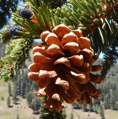 Pinus balfouriana