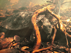 Fitzroy River Turtle photo 1