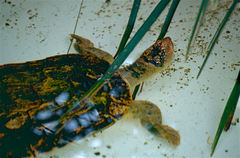 Fitzroy River Turtle photo 2