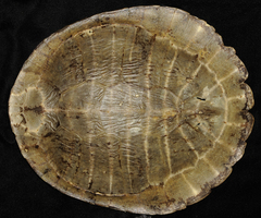 Fitzroy River Turtle photo 3