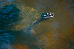 Fitzroy River Turtle photo 4