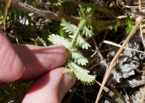Image of Acaena agnipila by (c) William Harland, some rights reserved (CC BY)