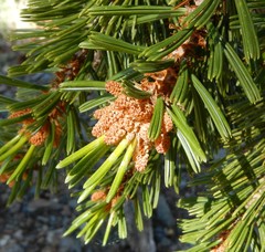 Pinus balfouriana