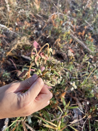Image of Eriogonum tomentosum by (c) harrier, some rights reserved (CC BY)