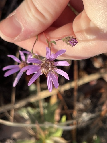 Image of Symphyotrichum concolor by (c) harrier, some rights reserved (CC BY)