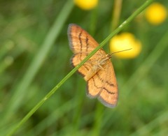 Idaea flaveolaria