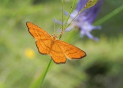 Idaea flaveolaria