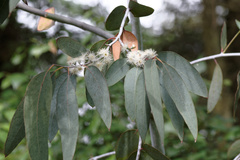 Eucalyptus perriniana