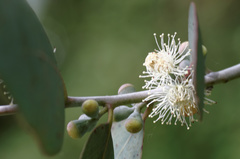 Eucalyptus perriniana