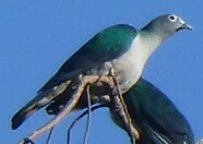 Spectacled Imperial-Pigeon photo 2