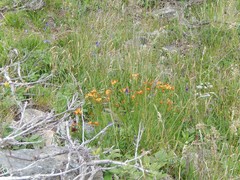 Jacobaea abrotanifolia