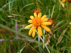 Jacobaea abrotanifolia