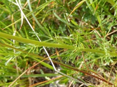 Jacobaea abrotanifolia