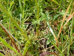 Jacobaea abrotanifolia