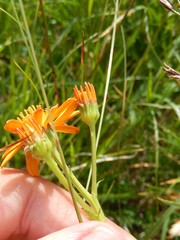 Jacobaea abrotanifolia