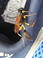 Sceliphron destillatorium