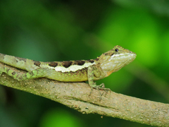 Okinawa Tree Lizard photo 2