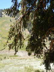 Pinus balfouriana