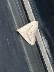 Macrochilo hypocritalis