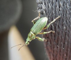 Phyllobius arborator
