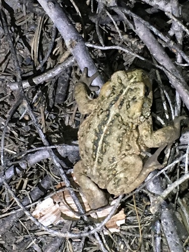 iNaturalist observation photo of Western Toad
