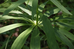 Lilium debile
