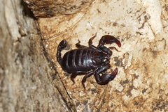 Euscorpius concinnus