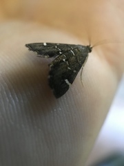 Hymenia