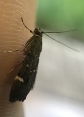 Hymenia