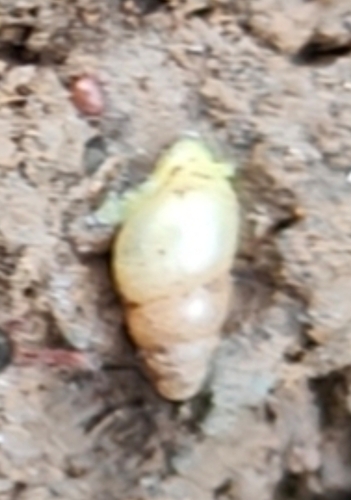 Subulina octona observed 2024-12-25