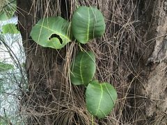 Echites umbellatus
