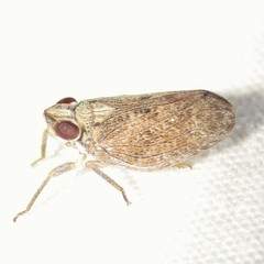 Fowlerium productum
