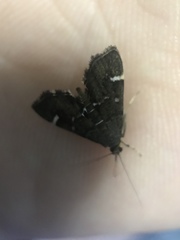 Hymenia