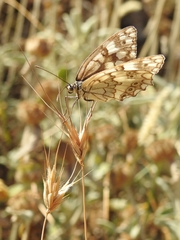 Melanargia larissa