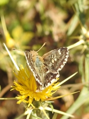 Muschampia alta