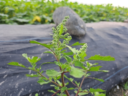 Image of Chenopodium ficifolium by (c) vrxz, some rights reserved (CC BY-SA)