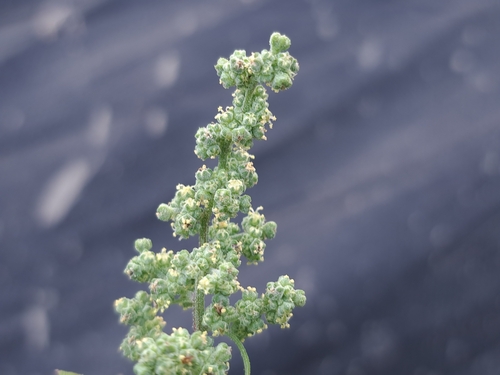 Image of Chenopodium ficifolium by (c) vrxz, some rights reserved (CC BY-SA)