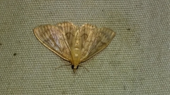 Crocidophora serratissimalis