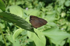 Rapala varuna formosana