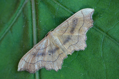 Idaea emarginata