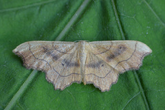 Idaea emarginata