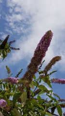 Buddleja davidii