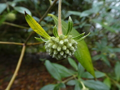 Edgeworthia gardneri