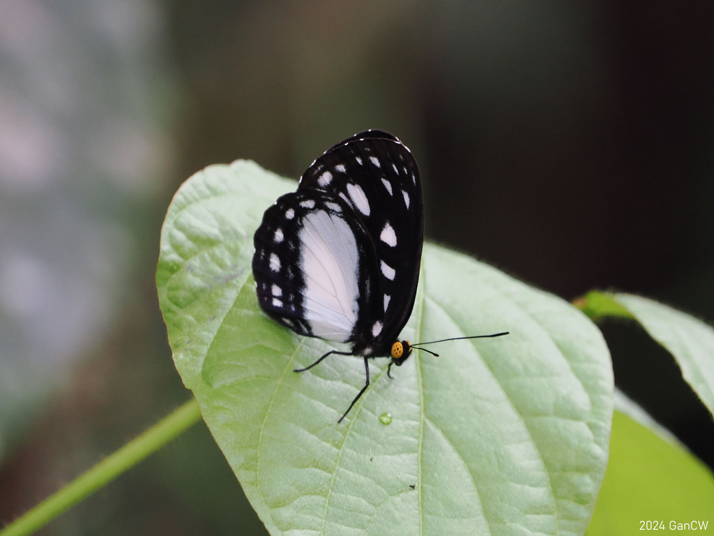 Neptis nausicaa