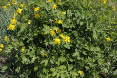 Chelidonium asiaticum