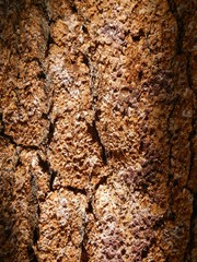 Pinus balfouriana