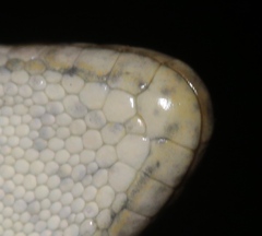 Methuen's Dwarf Gecko photo 3