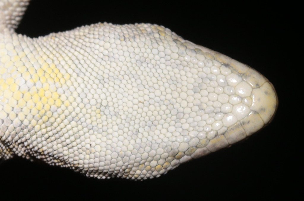 Methuen's Dwarf Gecko