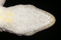 Methuen's Dwarf Gecko photo 1