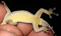 Methuen's Dwarf Gecko photo 4